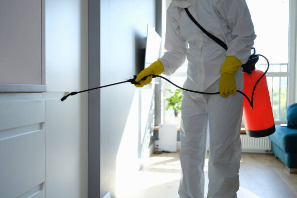 Best Mold Damage Restoration  in Home Gardens, CA