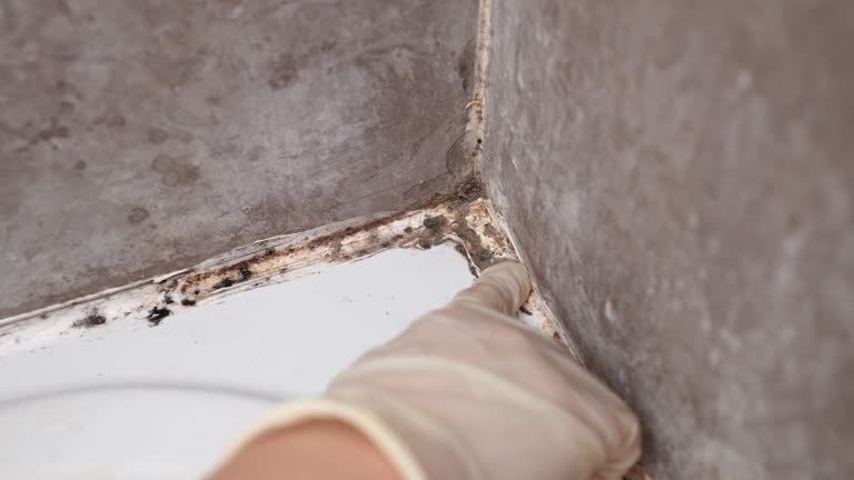 Best Water Damage & Mold Remediation  in Home Gardens, CA